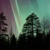 Lappföldi Vörösáfonya Kivonat