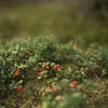 Lappföldi Vörösáfonya Kivonat