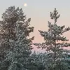 Lappföldi Fenyő Kivonat
